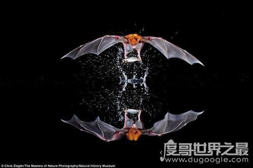 十大最恐怖蝙蝠图片，吸血蝙蝠真的存在(一生吸血100升)