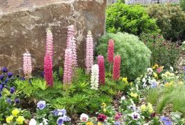 鲁冰花歌词为什么恐怖，是遭受母亲虐待吗（花语是苦涩）