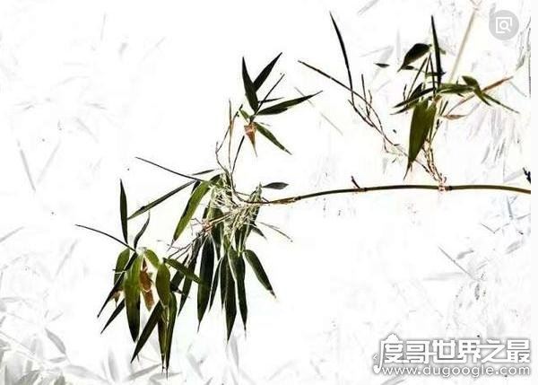 胸有成竹的主人公是谁，文同(文与可)画竹不用草图早已“胸有成竹”