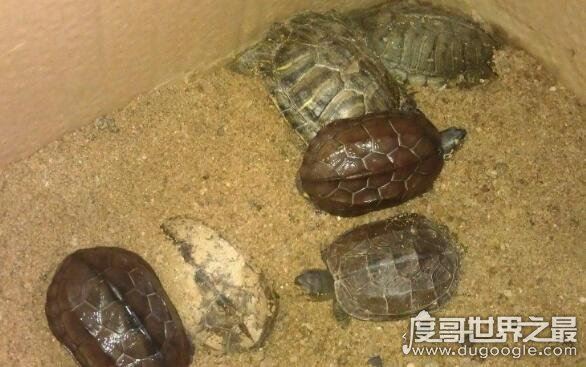 乌龟什么时候冬眠,一般从11月到次年的4月(主要受温度影响)