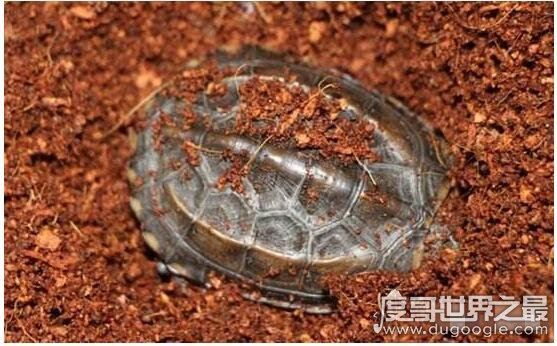 乌龟什么时候冬眠，一般从11月到次年的4月(主要受温度影响)