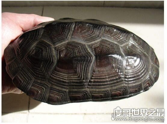 乌龟什么时候冬眠，一般从11月到次年的4月(主要受温度影响)