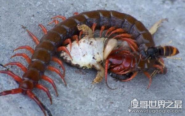 生活小妙招,家里放一物绝对没蜈蚣(公鸡或为最优选择)