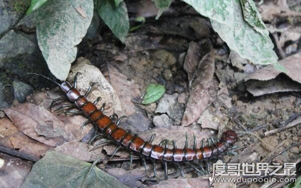 生活小妙招，家里放一物绝对没蜈蚣（公鸡或为最优选择）