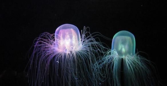 世界十大毒王，毒蛇居然排不上号