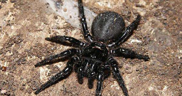 世界十大毒王，毒蛇居然排不上号