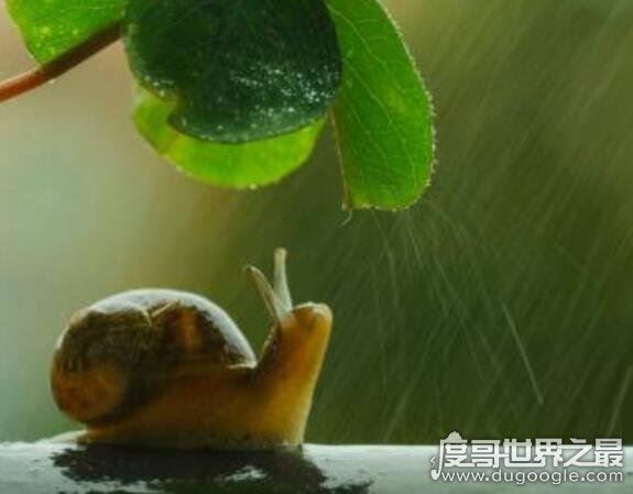 什么动物会夏眠?夏眠的动物大盘点(松鼠蜗牛都会夏眠)