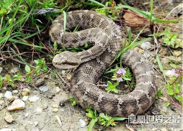 什么动物会夏眠？夏眠的动物大盘点(松鼠蜗牛都会夏眠)