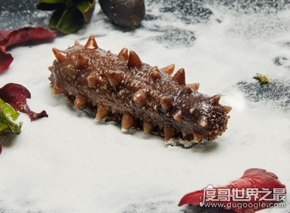 什么动物会夏眠?夏眠的动物大盘点(松鼠蜗牛都会夏眠)