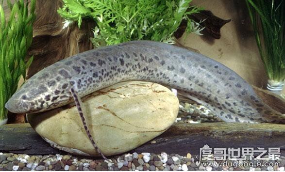 什么动物会夏眠？夏眠的动物大盘点(松鼠蜗牛都会夏眠)