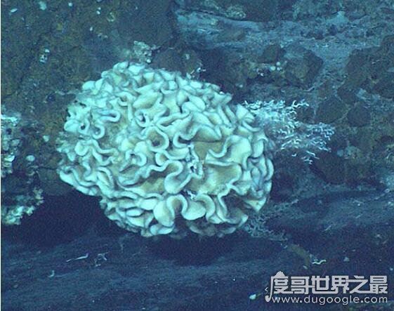 生存在海底1万米下的生物，巨型阿米巴虫(单个细胞直径超过10CM)