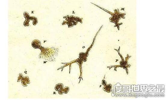生存在海底1万米下的生物，巨型阿米巴虫(单个细胞直径超过10CM)
