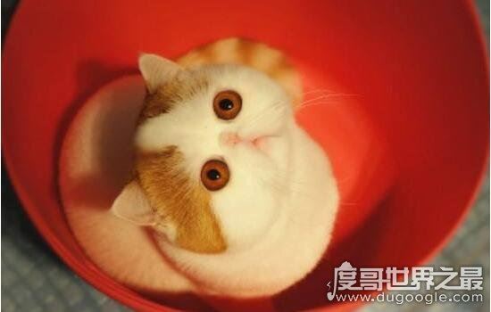 红小胖snoopy猫是什么品种，血统高贵的明星加菲猫