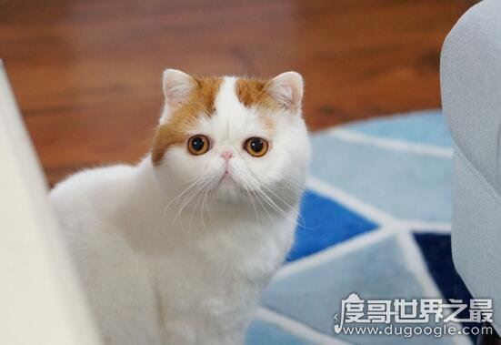 红小胖snoopy猫是什么品种，血统高贵的明星加菲猫