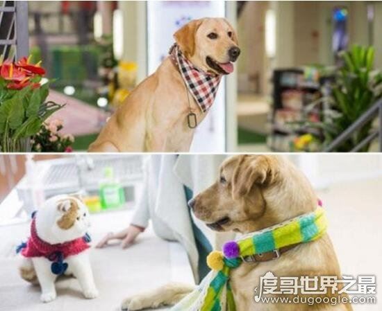 红小胖snoopy猫是什么品种，血统高贵的明星加菲猫