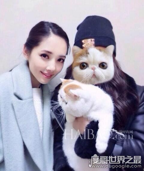 红小胖snoopy猫是什么品种，血统高贵的明星加菲猫