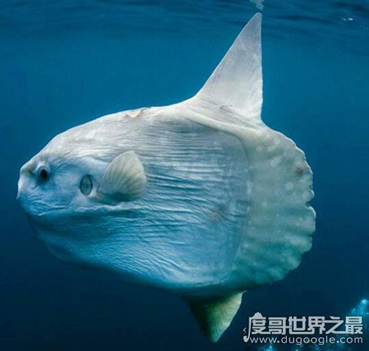 翻车鱼的死法太残忍了,竟然会因为精神打击过大而死
