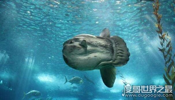 翻车鱼的死法太残忍了,竟然会因为精神打击过大而死