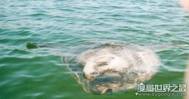 翻车鱼的死法太残忍了,竟然会因为精神打击过大而死