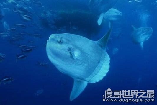 翻车鱼的死法太残忍了，竟然会因为精神打击过大而死