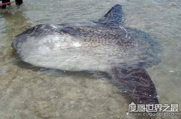 翻车鱼的死法太残忍了，竟然会因为精神打击过大而死