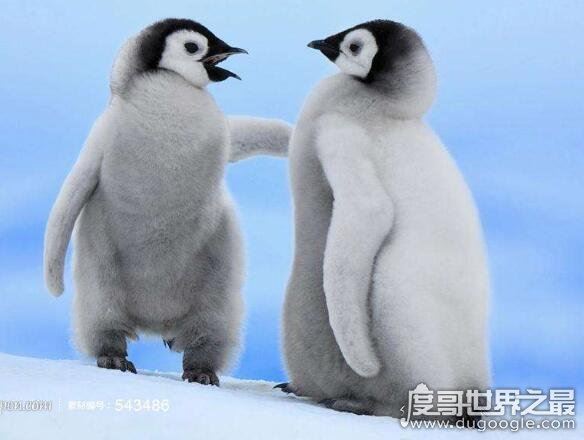 企鹅生活在南极还是北极，主要生活在南极(喜欢寒冷的气候)