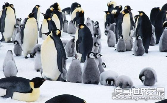 企鹅生活在南极还是北极，主要生活在南极(喜欢寒冷的气候)