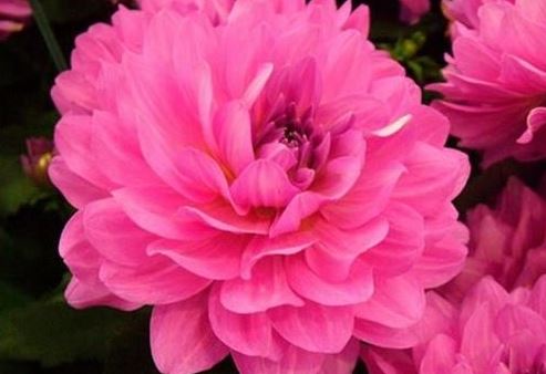 世界上十种最美丽的花，看看有没有你喜欢的