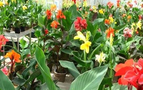 世界上十种最美丽的花，看看有没有你喜欢的