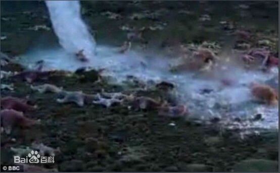 恐怖的南极死亡冰柱，所过之处寸草不生(视频详解)