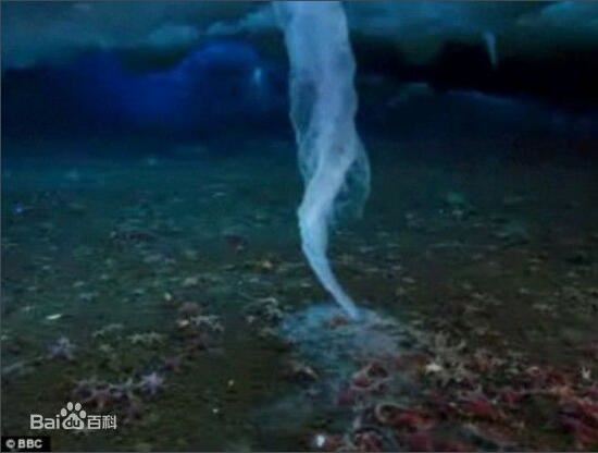 恐怖的南极死亡冰柱，所过之处寸草不生(视频详解)