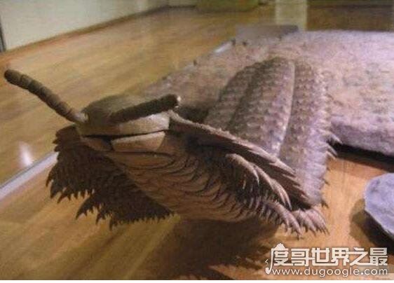 地球史上最大蜈蚣,远古蜈蚣虫(体型巨大长达2.6米)