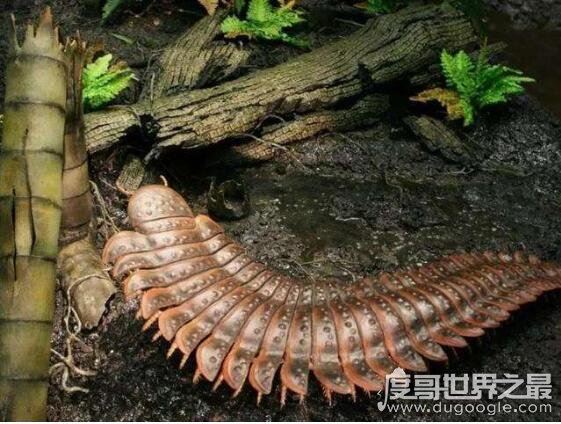 地球史上最大蜈蚣，远古蜈蚣虫(体型巨大长达2.6米)