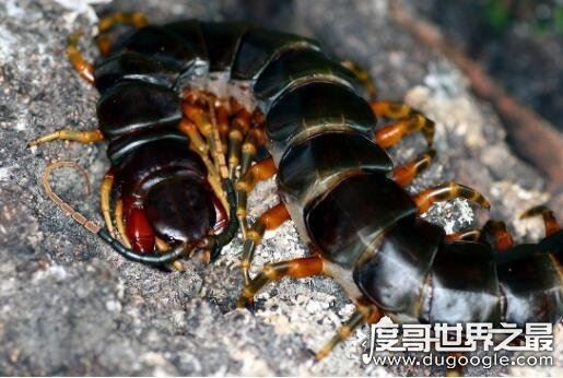 地球史上最大蜈蚣,远古蜈蚣虫(体型巨大长达2.6米)