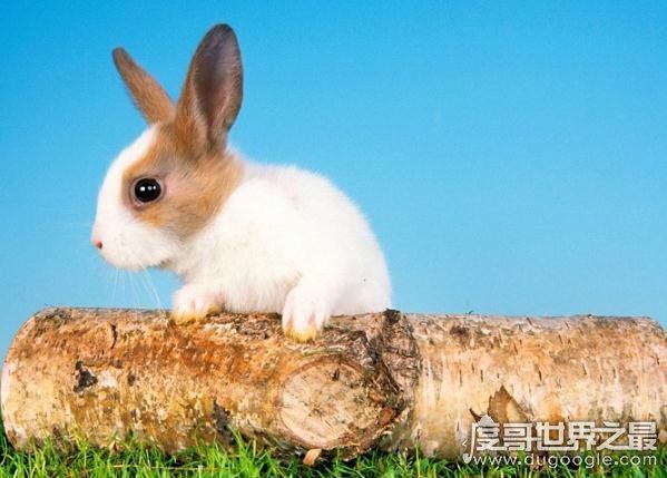 世界上最小的萌宠迷你兔,将你捧在手心(掌中宝)简直萌化了