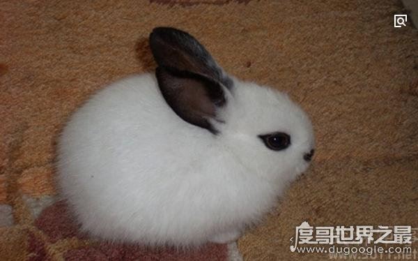 世界上最小的萌宠迷你兔,将你捧在手心(掌中宝)简直萌化了