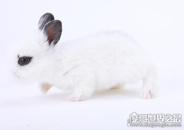 世界上最小的萌宠迷你兔，将你捧在手心(掌中宝)简直萌化了