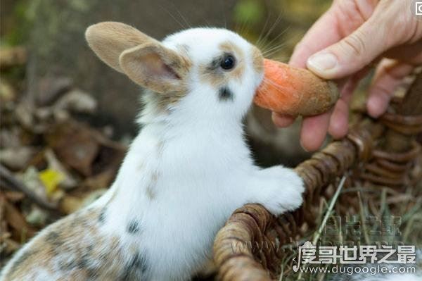 世界上最小的萌宠迷你兔，将你捧在手心(掌中宝)简直萌化了