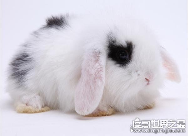 世界上最小的萌宠迷你兔，将你捧在手心(掌中宝)简直萌化了