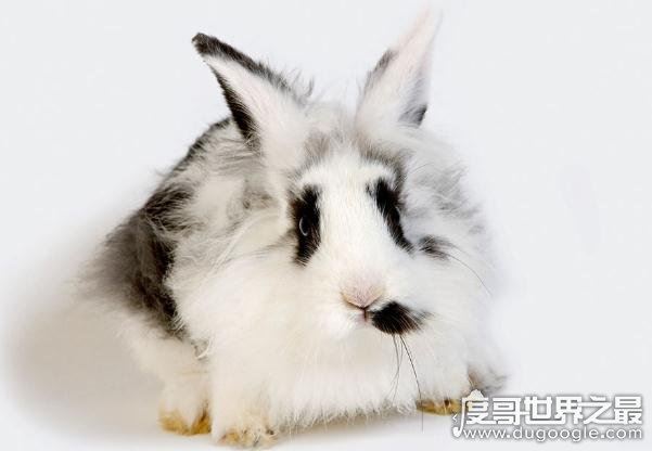 世界上最小的萌宠迷你兔，将你捧在手心(掌中宝)简直萌化了