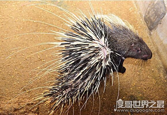 豪猪和什么动物是近亲，与老鼠是近亲(它属于啮齿目动物)