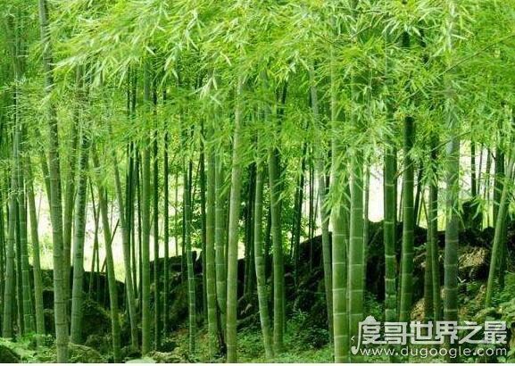 世界上生长速度最快的植物，毛竹(一晚上便能长1米)