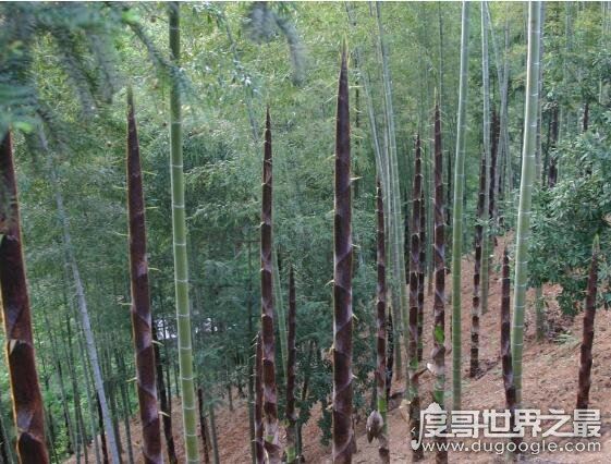 世界上生长速度最快的植物，毛竹(一晚上便能长1米)