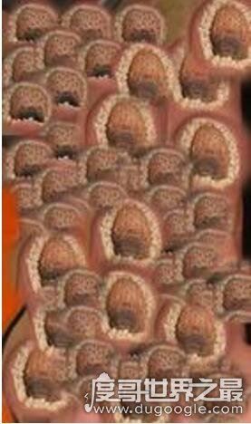 史上最全的空手指图片，空手指莲蓬乳合集(能看完算你叼)