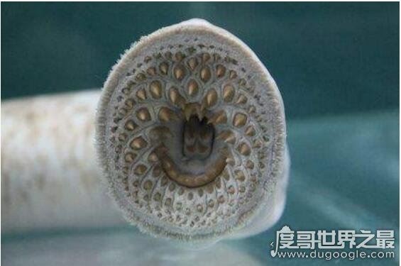 史上最全的空手指图片，空手指莲蓬乳合集(能看完算你叼)