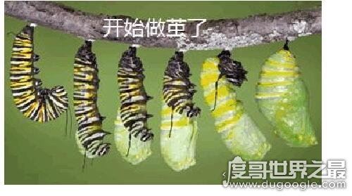 毛毛虫变蝴蝶的过程，说说蝴蝶成长的艰难历程(从丑陋到美丽)