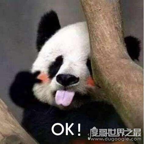 ojbk是什么意思，完全ok的意思(生殖器官jb做程度副词)