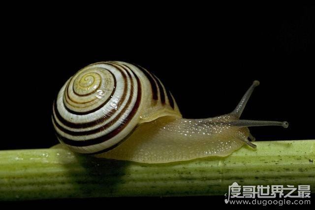 世界上牙齿最多的动物,蜗牛(共有超过两万颗牙齿)