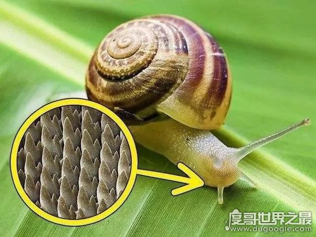 世界上牙齿最多的动物，蜗牛(共有超过两万颗牙齿)