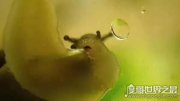 世界上牙齿最多的动物，蜗牛(共有超过两万颗牙齿)